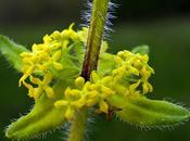 Gaillet croisette (Cruciata laevipes)