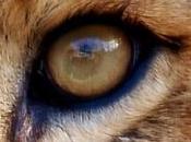 Docteur Gray Gaëlle Laurier