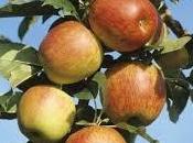 Gâteau léger pommes cacao (sans matière grasse, sans sucre ajouté)