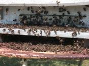 Soutenons maires dans leur lutte contre pesticides. Défendons l'avenir abeilles