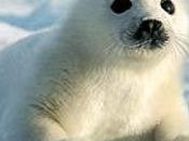 Justin Trudeau Tuera Bébés Phoques