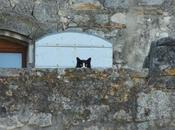 Deux chats Arles