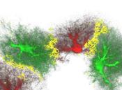 MÉMOIRE LONG TERME Sans astrocytes, point consolidation