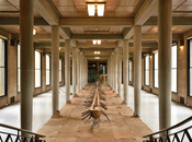 Giuseppe Penone Matrice linfa