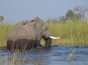 Séjour Botswana pour aventure hors commun vers l’inconnu