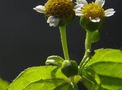 Galinsoga glabre (Galinsoga parviflora)