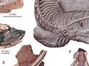 Nouvelle découverte paléontologique Patagonie [Actu]