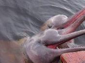 viens voir dauphin rose