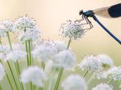 photographe anglais, spécialisé dans photographie d'insectes mais aussi paysages