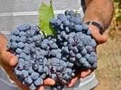 Vins d’exception pour tables réveillon