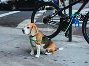 Utiliser remorque vélo pour chien conseils sécurité