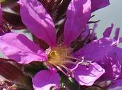 Salicaire commune (Lythrum salicaria)