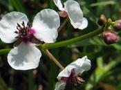 Sagittaire feuilles flèche (Sagittaria sagittifolia)