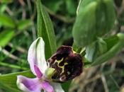 Ophrys bourdon (Ophrys fuciflora)