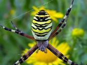 Argiope frelon (Argiope bruennichi)