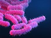 APOPTOSE bactéries déjouent mort cellulaire programmée