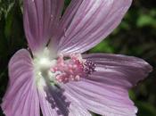 Mauve musquée (Malva moschata)