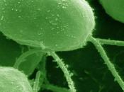 Maladie inflammatoire l'intestin (MICI) mettait algues