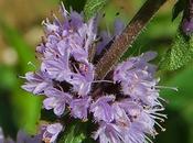 Menthe pouliot (Mentha pulegium)