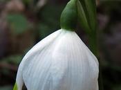 Nivéole printemps (Leucojum vernum)