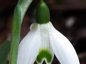 Perce-neige (Galanthus nivalis)