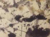 Galerie Capitale Sens fregard Février Mars 2020