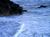 porte-plume redevient oiseau