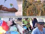Province Chiang Rai: village revient racines biologiques (reportage)