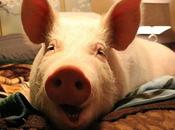 Craft beer Boire cette bière artisanale Vancouver permettra maintenant recueillir fonds pour célèbre porc, grâce Ricky Gervais Bière brune