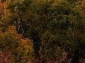 Disk Activity Indicator indicateur d'activité disque