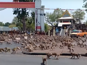 singes déchainés envahissent rues désertes Thaïlande