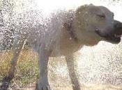 petit virus pourrait changer monde