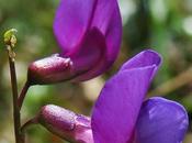 Gesse printannière (Lathyrus vernus)