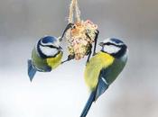 Comment nourrir oiseaux jardin