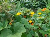 légumes aiment s'associer