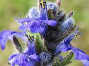 Bugle Genève (Ajuga genevensis)