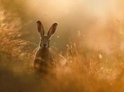 plus belles photos Nature l’année 2020