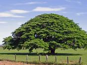 Costa Rica ville reconnaît citoyenneté pollinisateurs végétaux