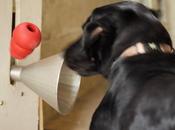KDOG Détecter cancer sein odorologie canine