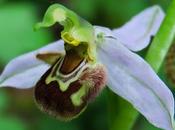 Ophrys abeille (Ophrys apifera)