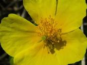 Hélianthème sombre (Helianthemum nummularium subsp. obscurum)