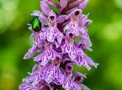 L'orchidée scarabée autres fleurs saison Pics Mittenwald 21.06.2020