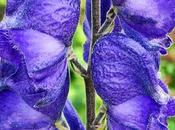 Aconit napel (Aconitum napellus)