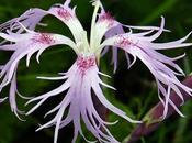 Œillet superbe (Dianthus superbus)