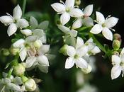 Gaillet rochers (Galium saxatile)