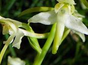 Orchis verdâtre (Platanthera chlorantha)