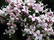 Valériane officinale (Valeriana officinalis)