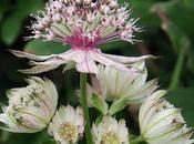 Astrance majeure (Astrantia major)