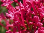 Centranthe rouge (Centranthus ruber)