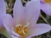 Colchique d'automne (Colchicum autumnale)